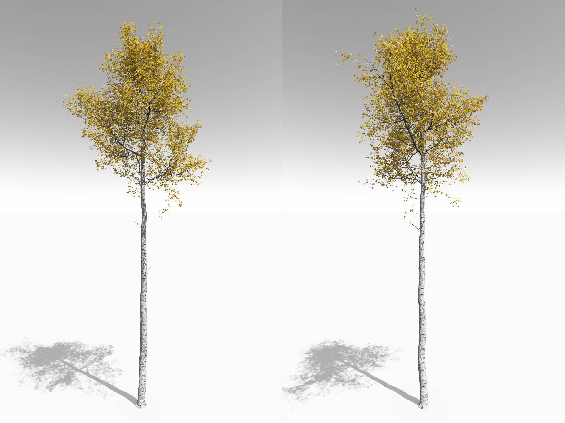 Seasonal Tall Mature Quaking Aspen - Variation 1 3D model_7