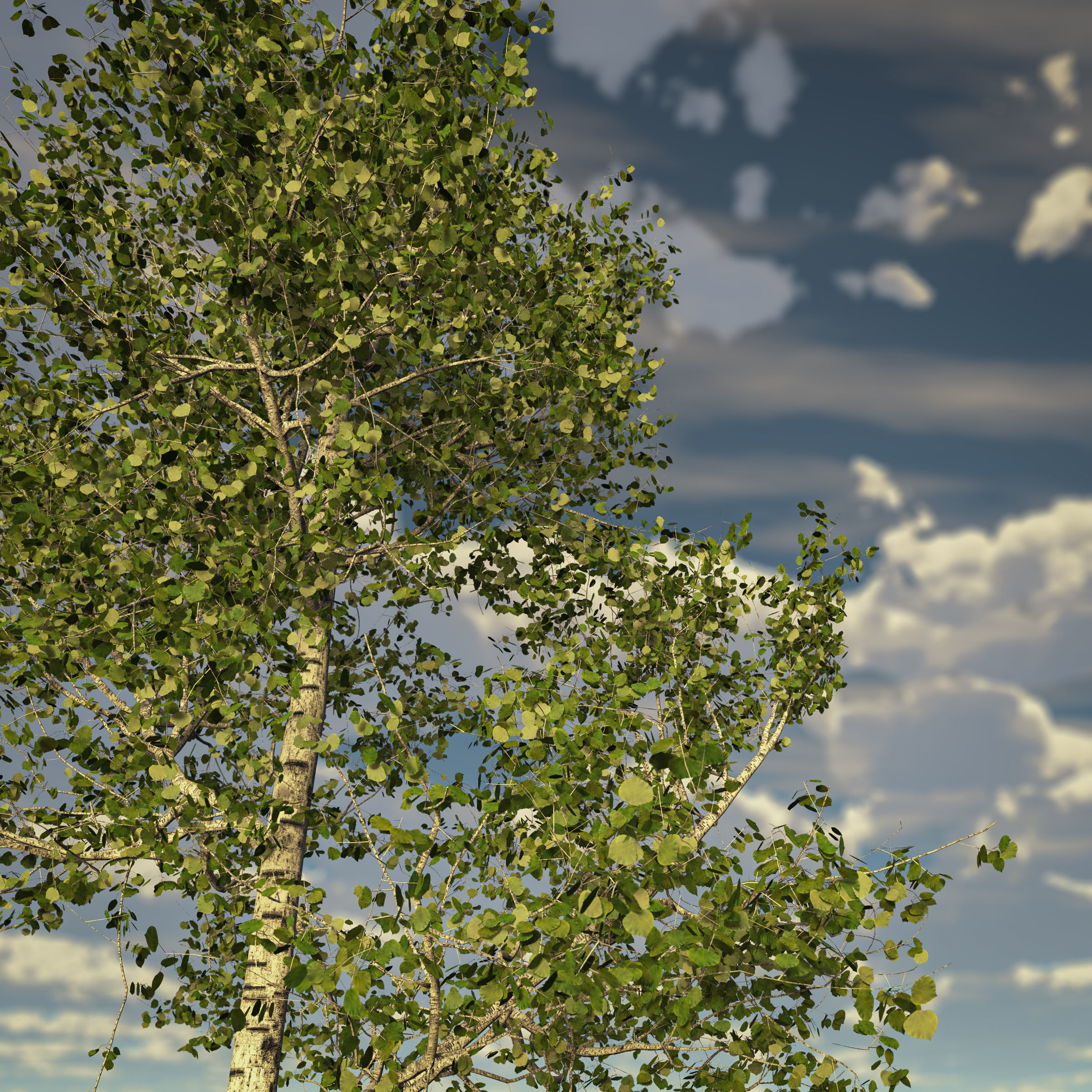 Seasonal Tall Mature Quaking Aspen - Variation 1 3D model_3