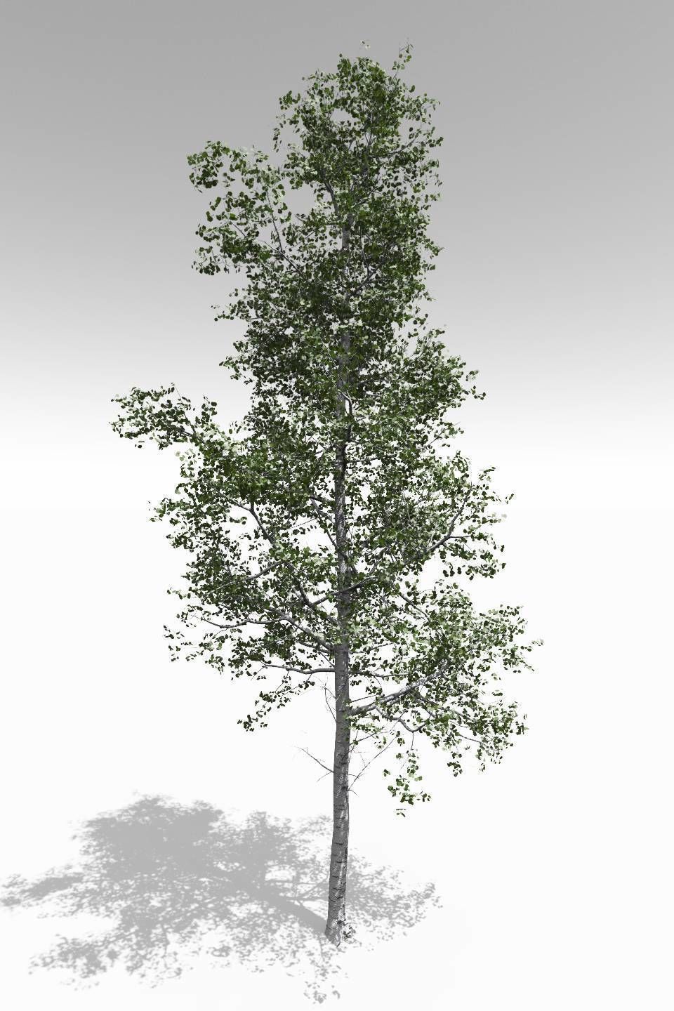 Adult Quaking Aspen - Variation 1 3D model_1