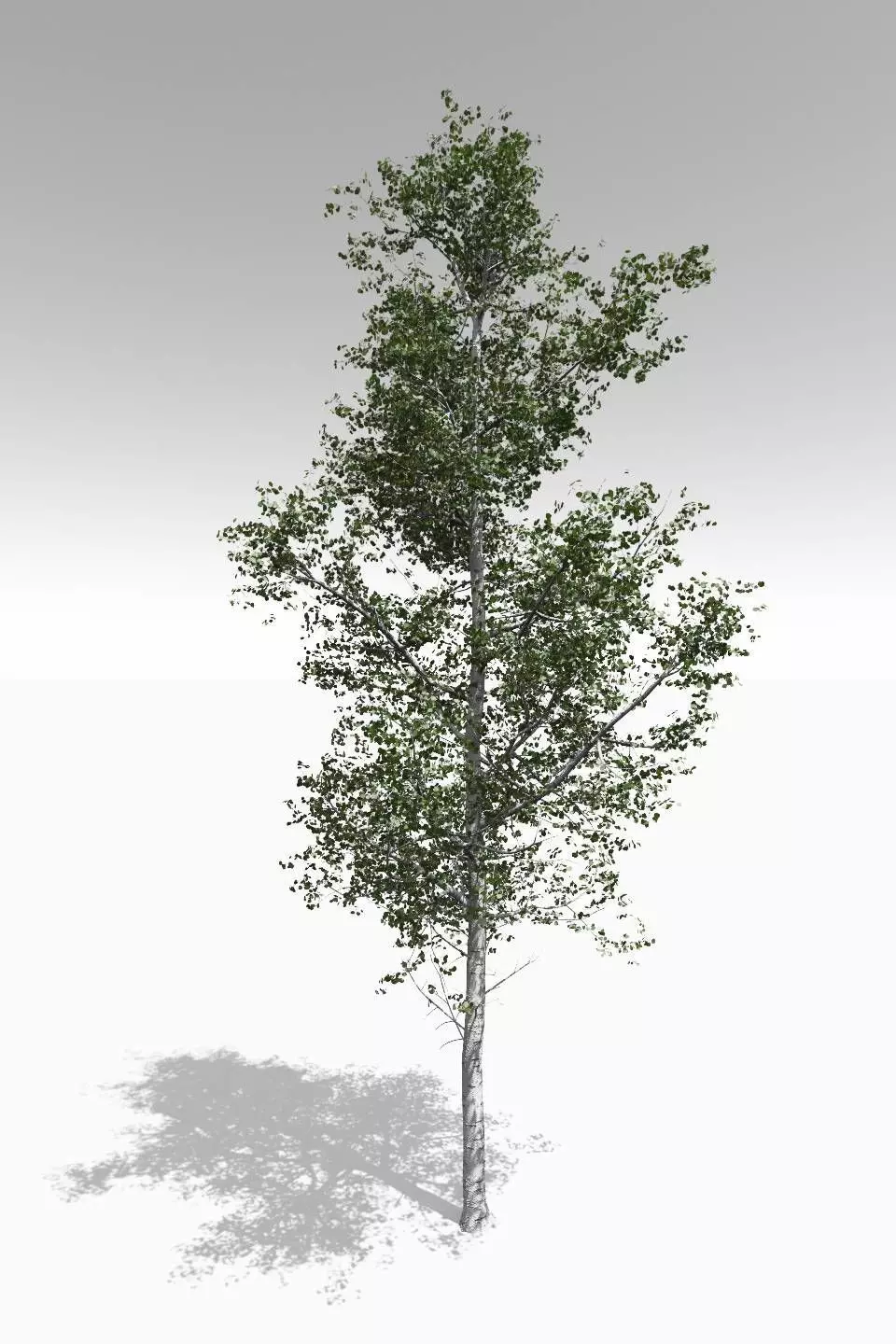 Adult Quaking Aspen - Variation 1 3D model_0