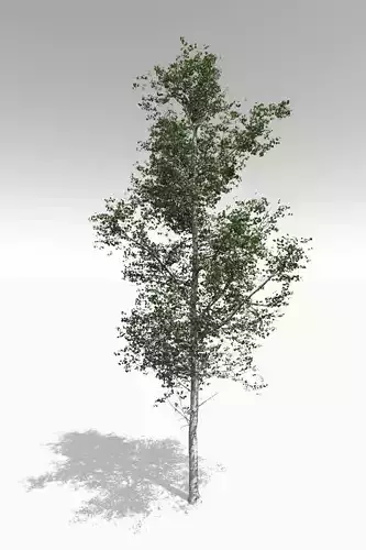 Adult Quaking Aspen - Variation 1 3D model