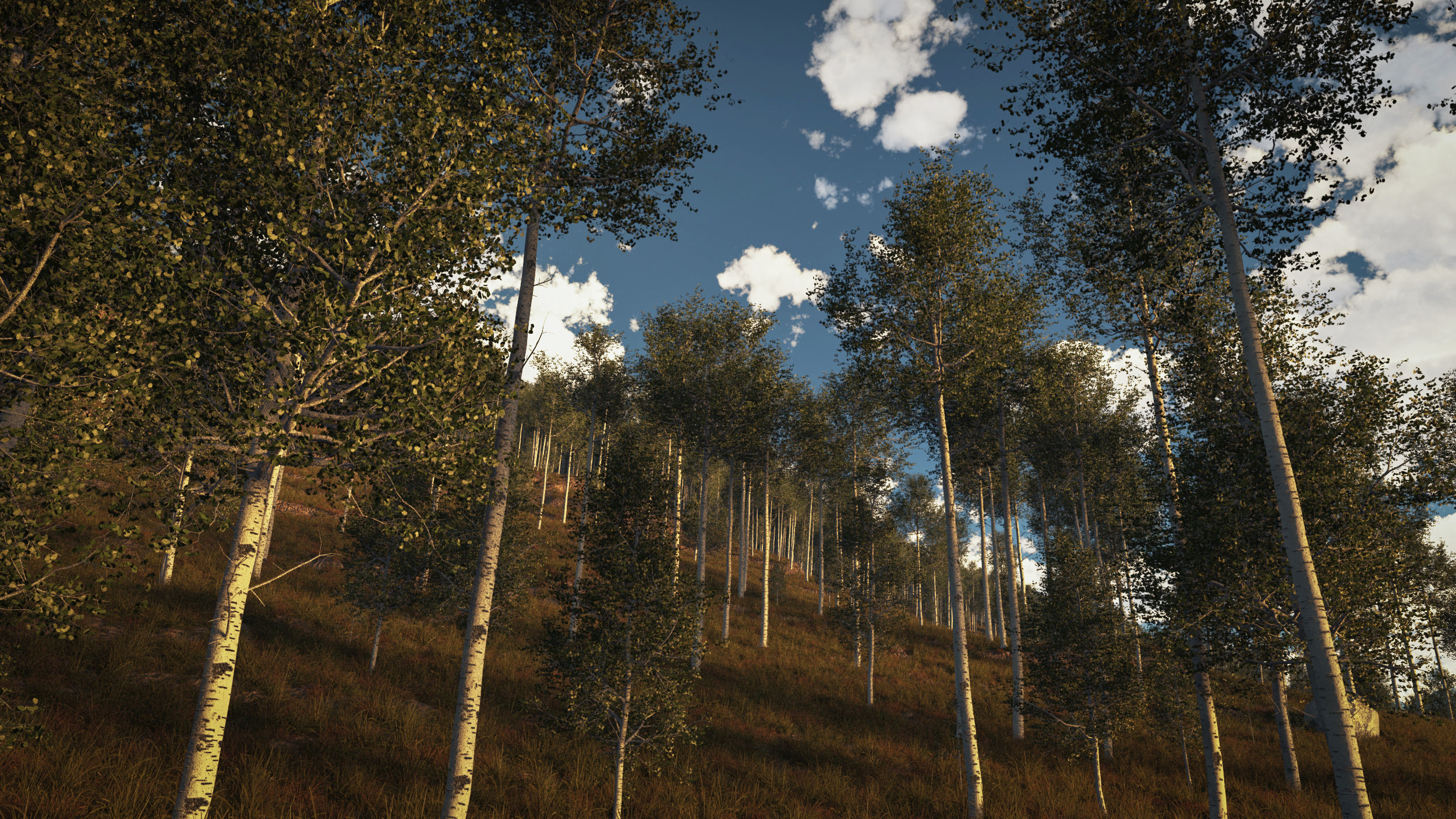 Adult Quaking Aspen - Variation 1 3D model_2