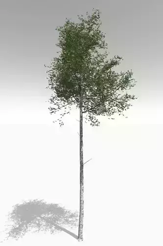 Tall Mature Quaking Aspen - Variation 2