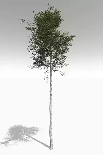 Tall Mature Quaking Aspen - Variation 1