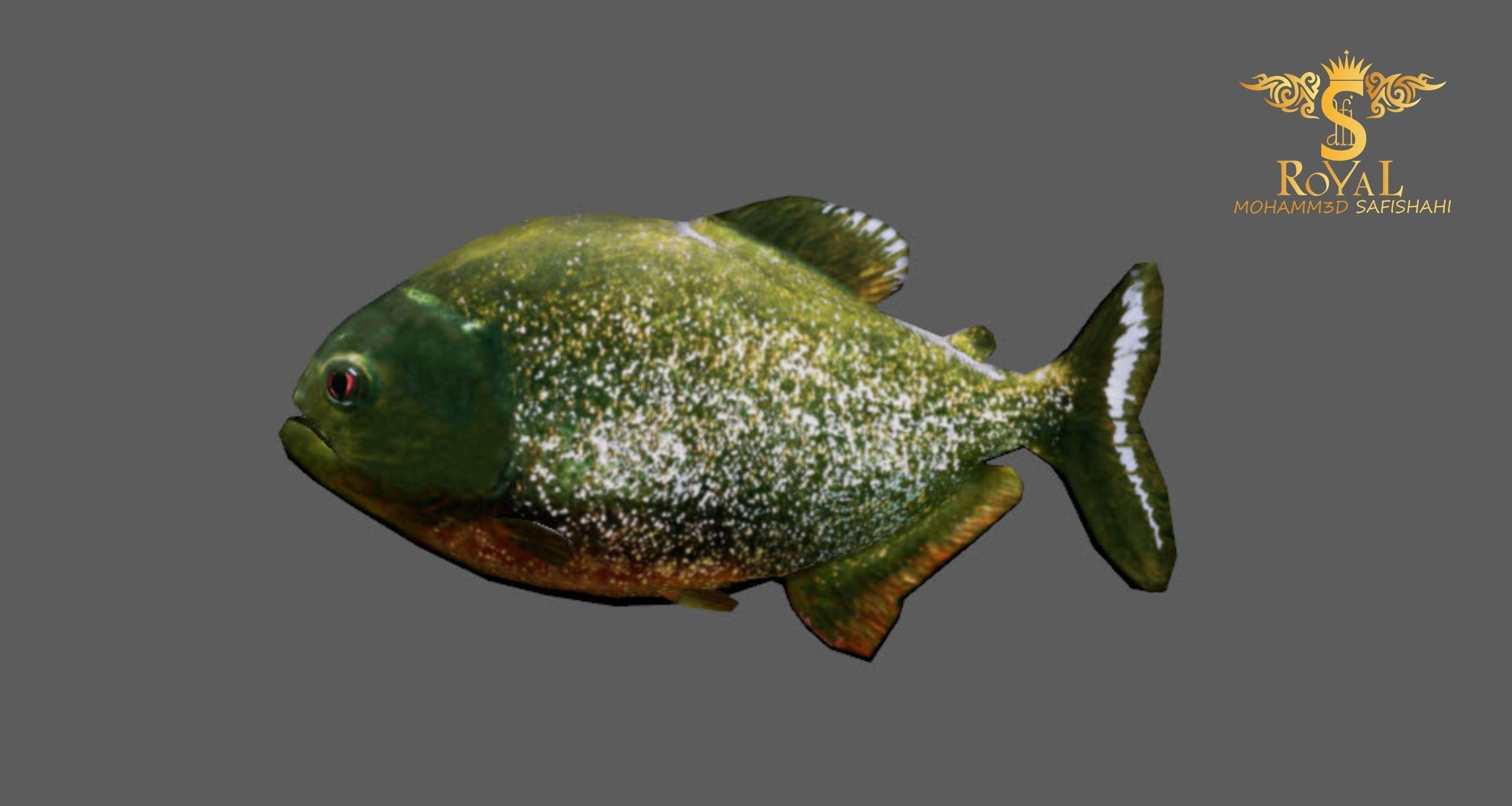 Animated Piranha Fish - Loop Animation with 1160 Frames Low-poly 3D model_4
