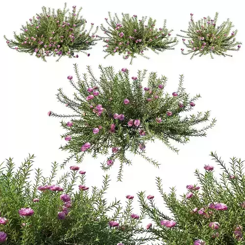 Portulaca grandiflora 01