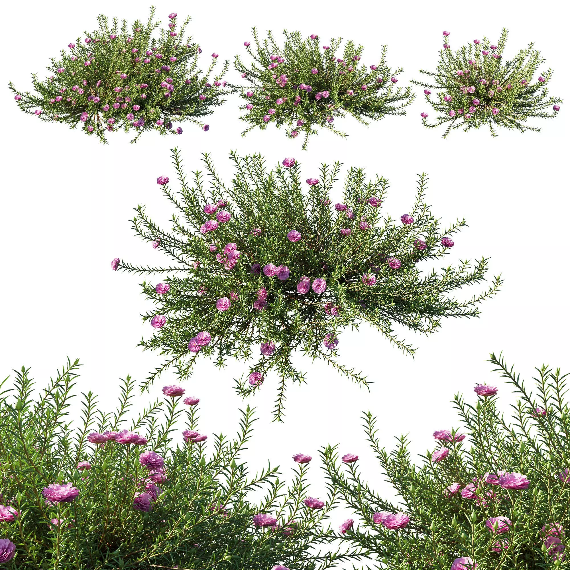 Portulaca grandiflora 01 3D model_0