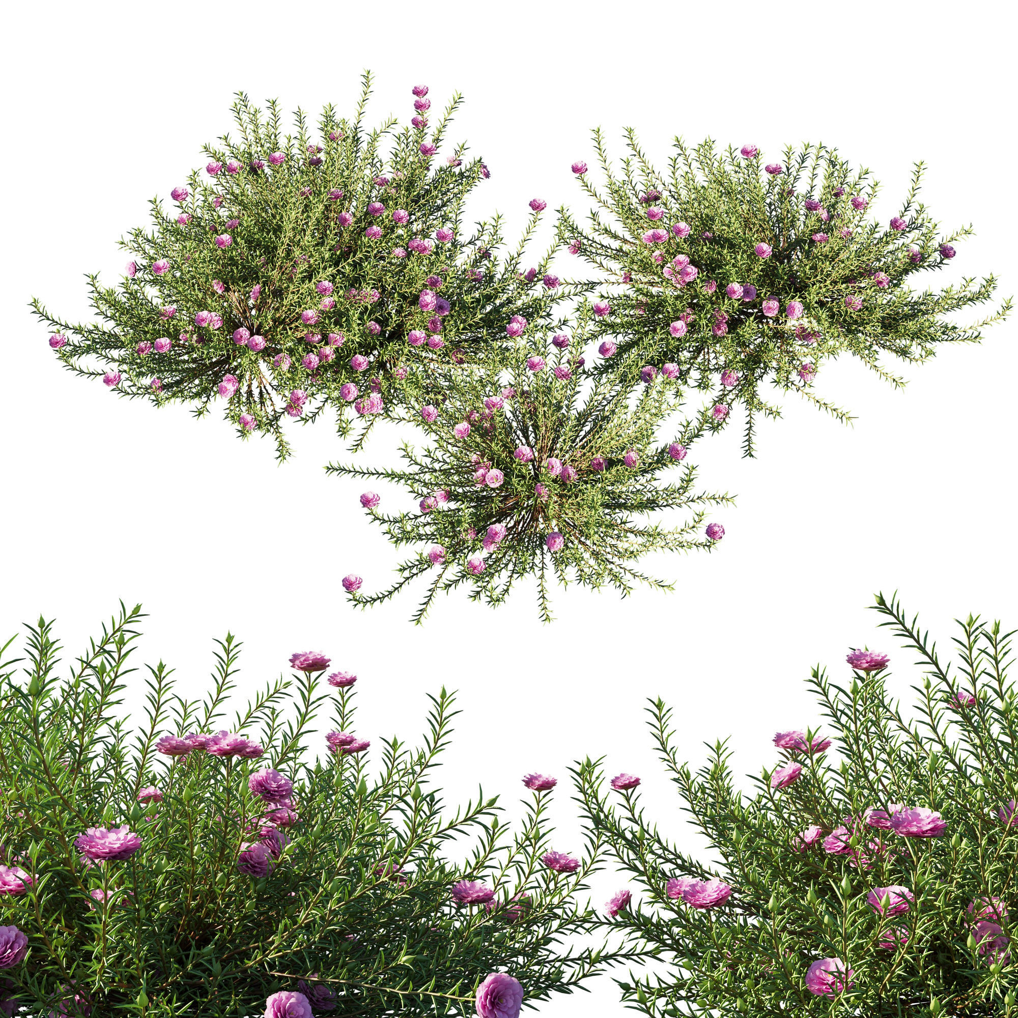 Portulaca grandiflora 01 3D model_1