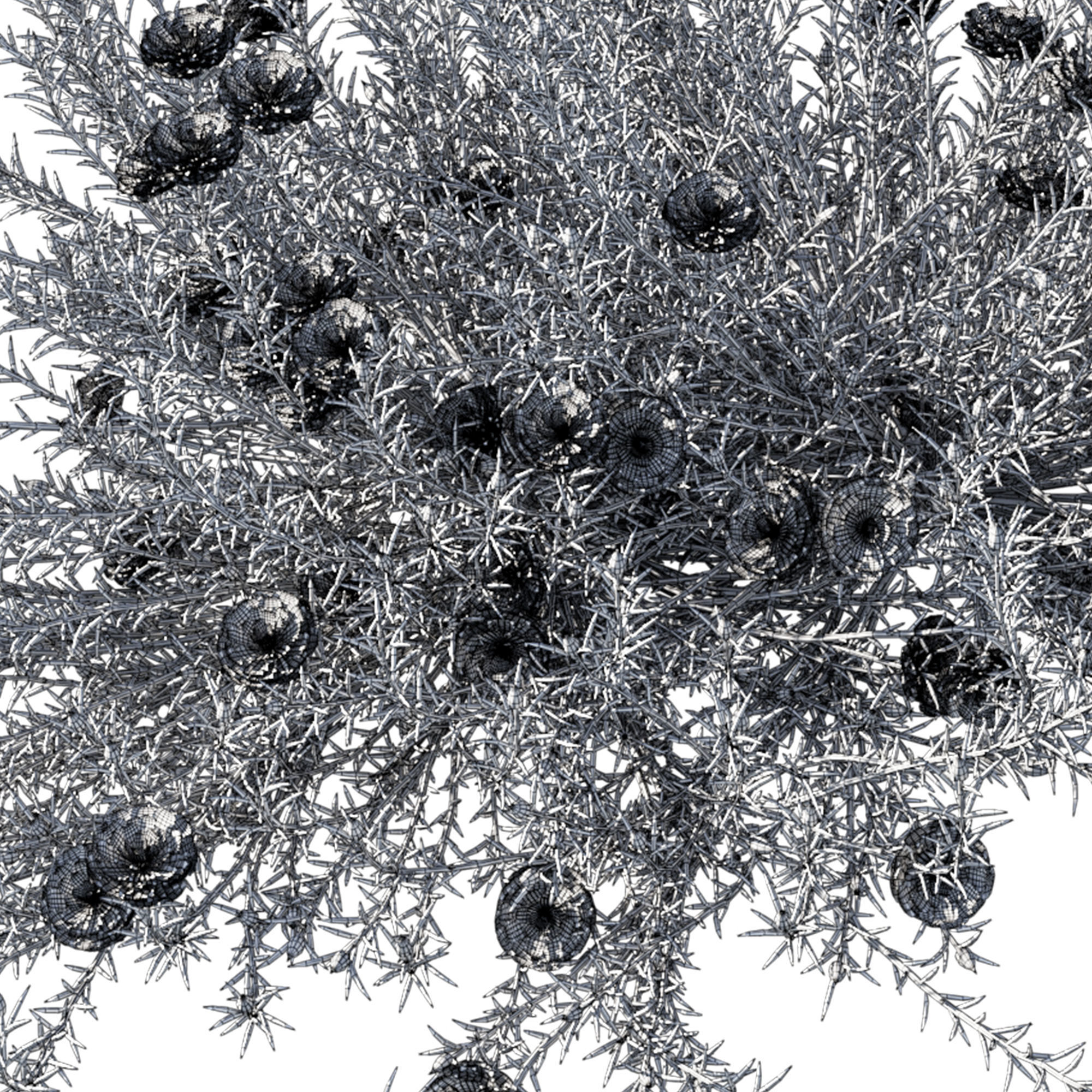 Portulaca grandiflora 01 3D model_2