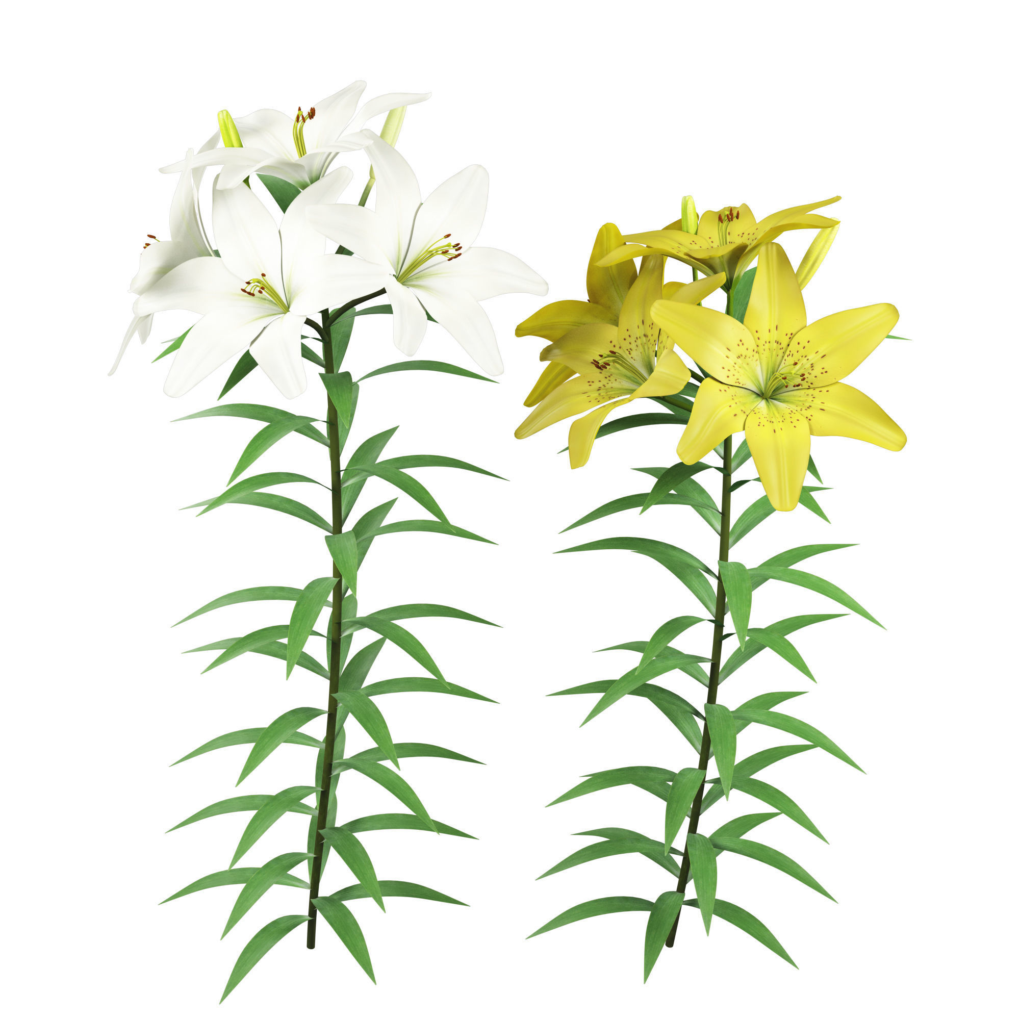 Lilium yellow and white 3D model_1