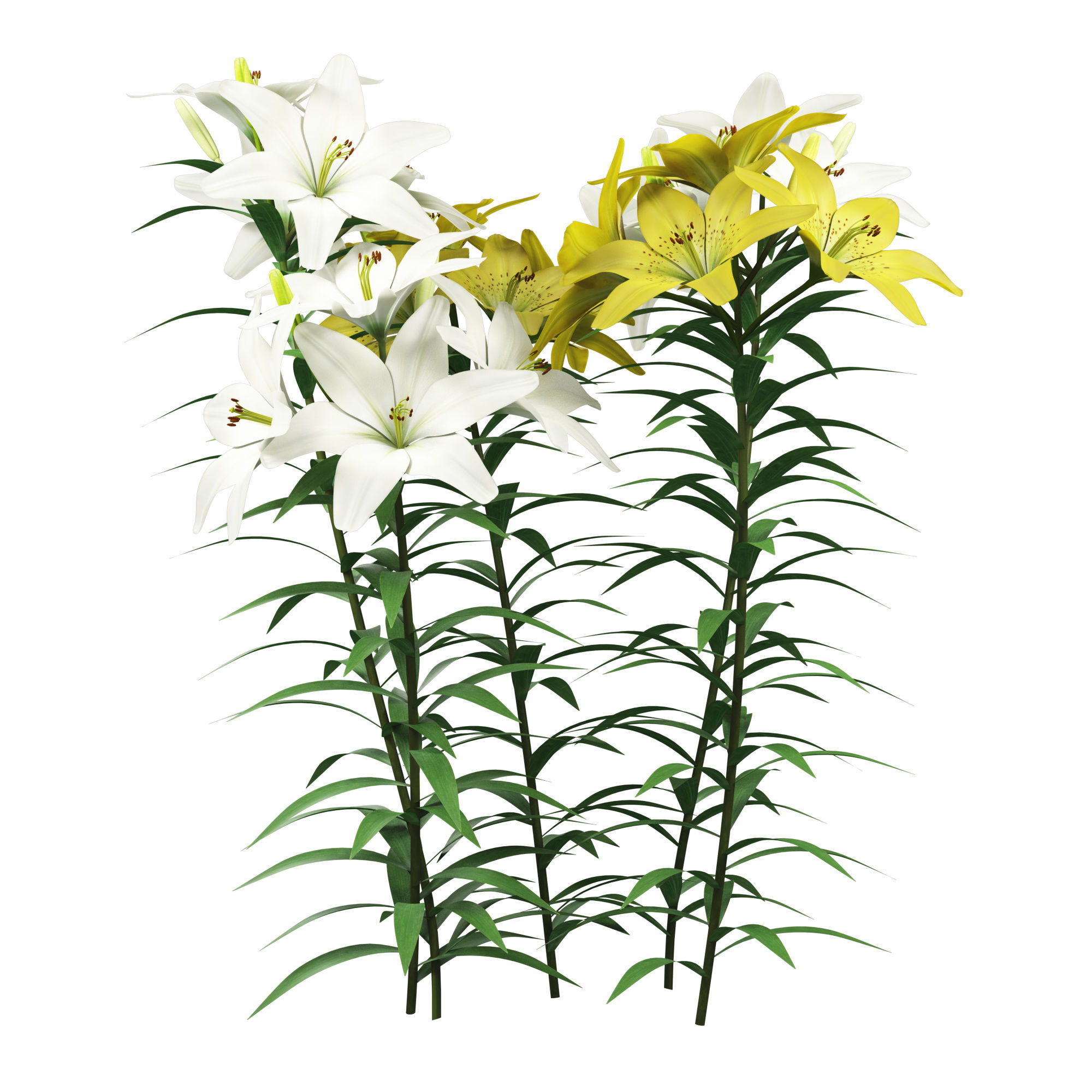 Lilium yellow and white 3D model_2
