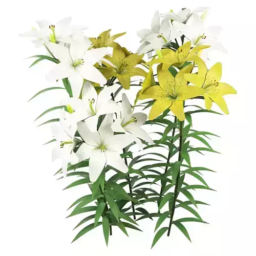 Lilium yellow and white 3D model
