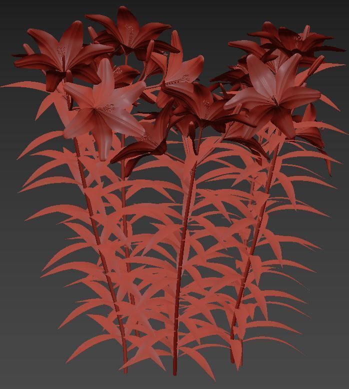 Lilium yellow and white 3D model_4