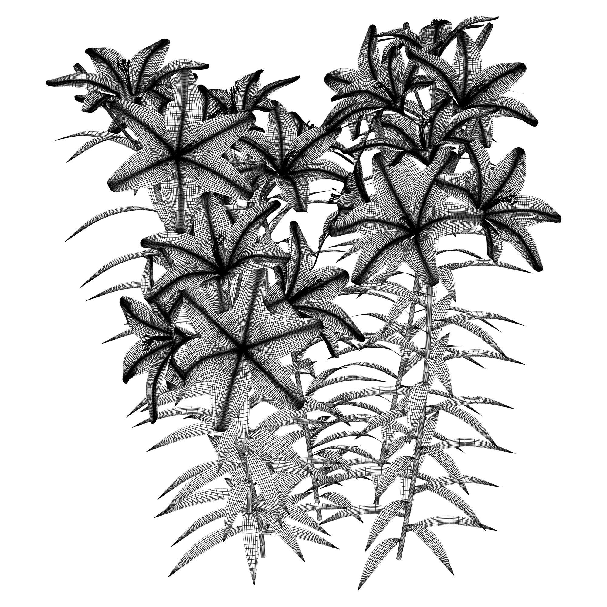 Lilium yellow and white 3D model_3