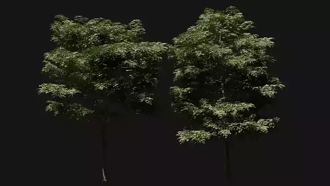 London Plane Trees 3D model