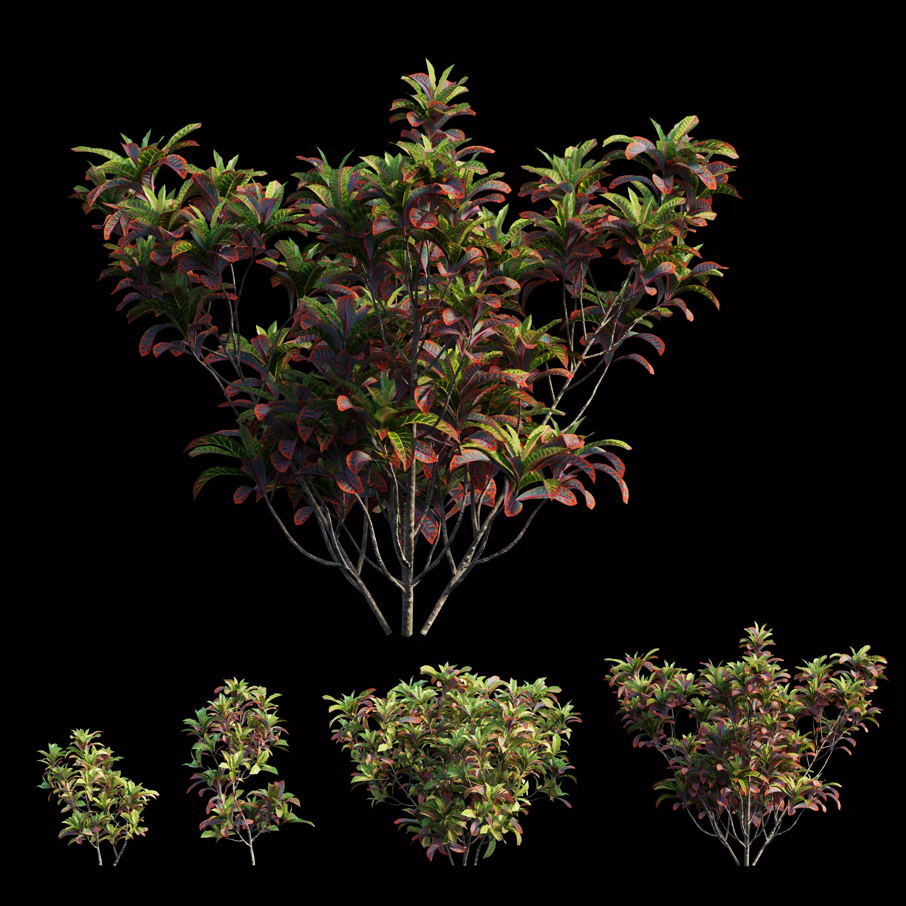 Croton plant set 02 3D model_0