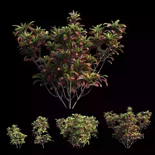 Croton plant set 02 3D model