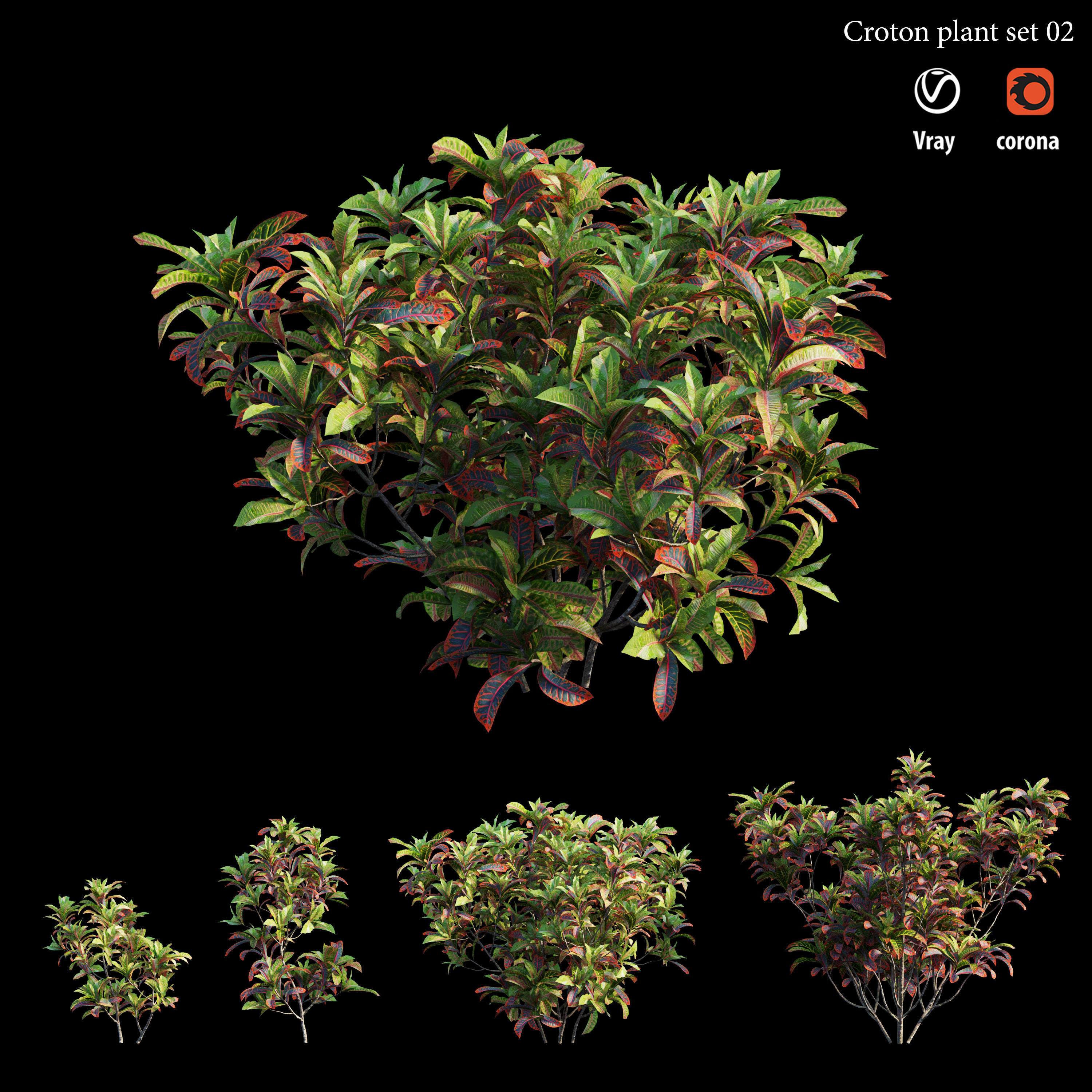 Croton plant set 02 3D model_3