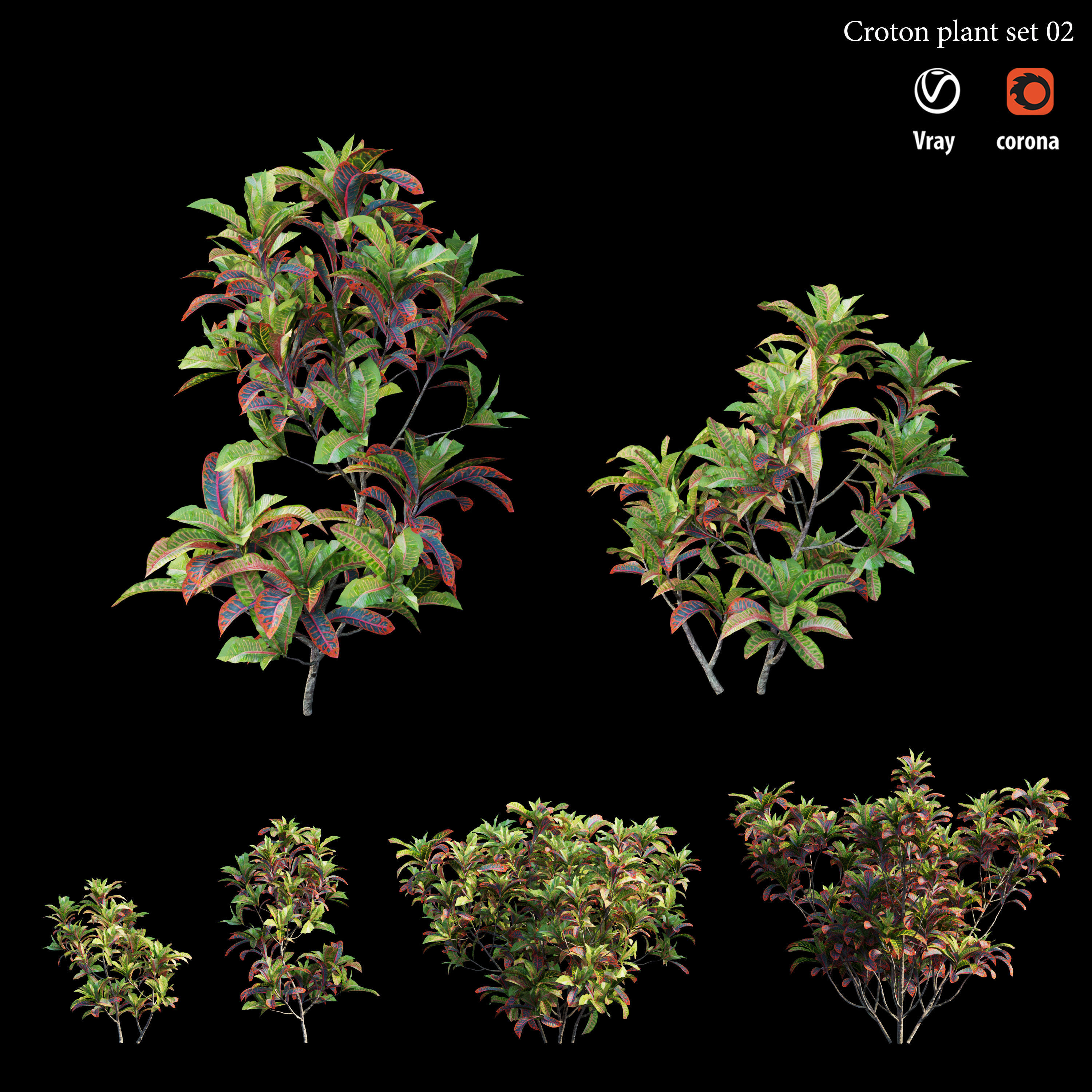 Croton plant set 02 3D model_4