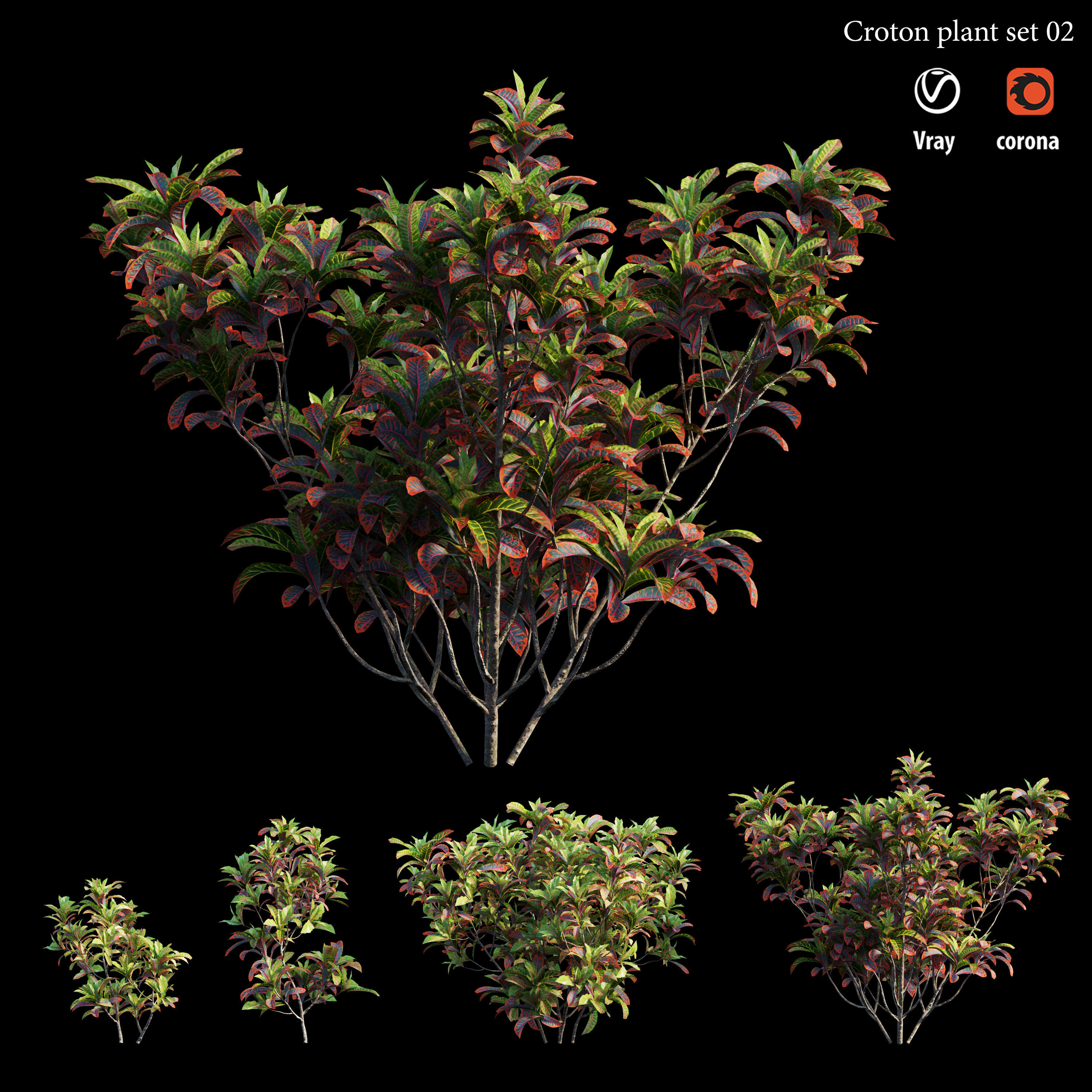 Croton plant set 02 3D model_5