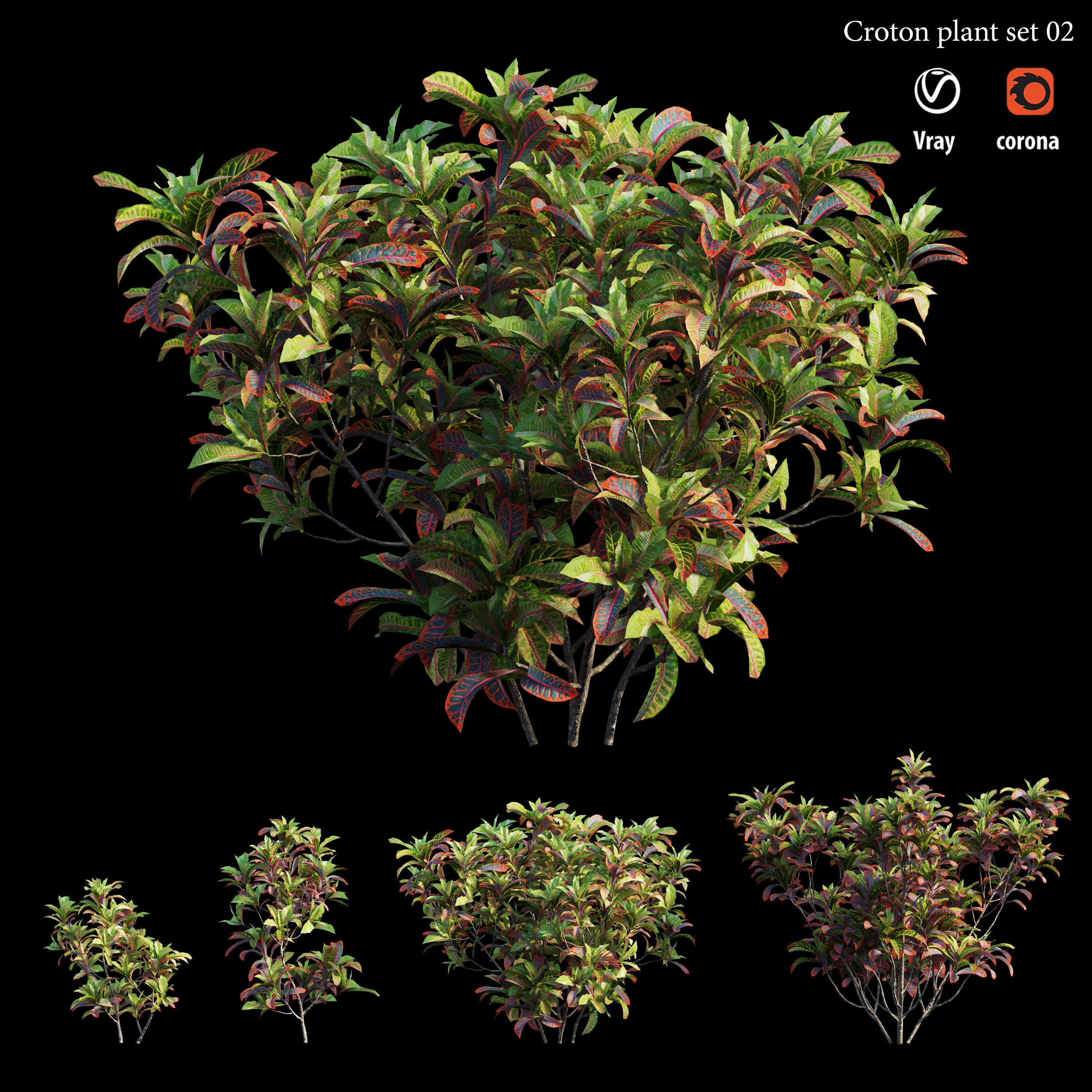 Croton plant set 02 3D model_2