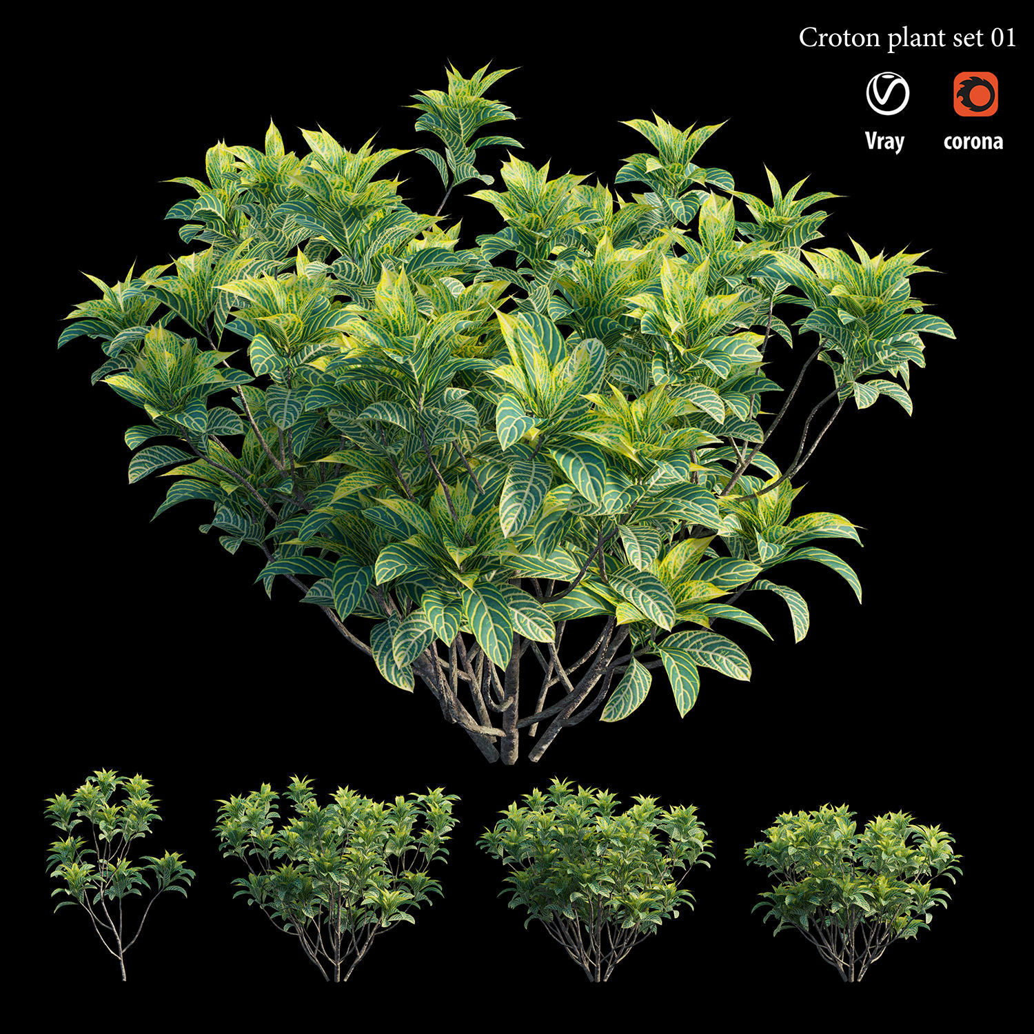 Croton plant set 01 3D model_1