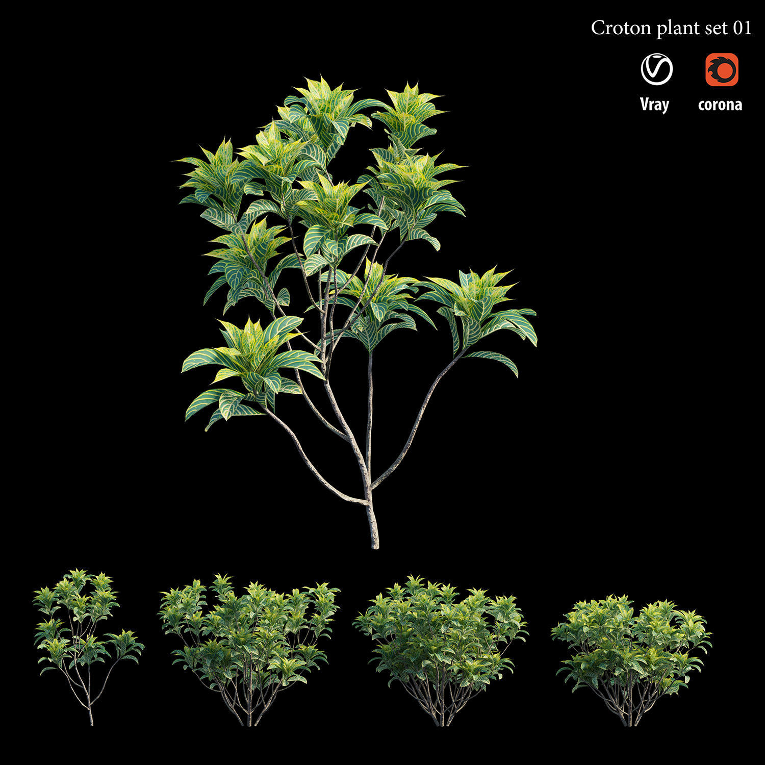 Croton plant set 01 3D model_3