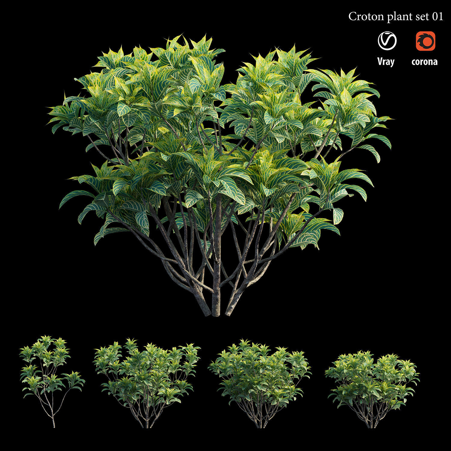 Croton plant set 01 3D model_4