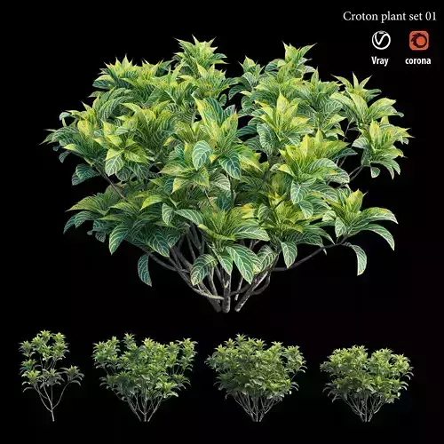 Croton plant set 01 3D model