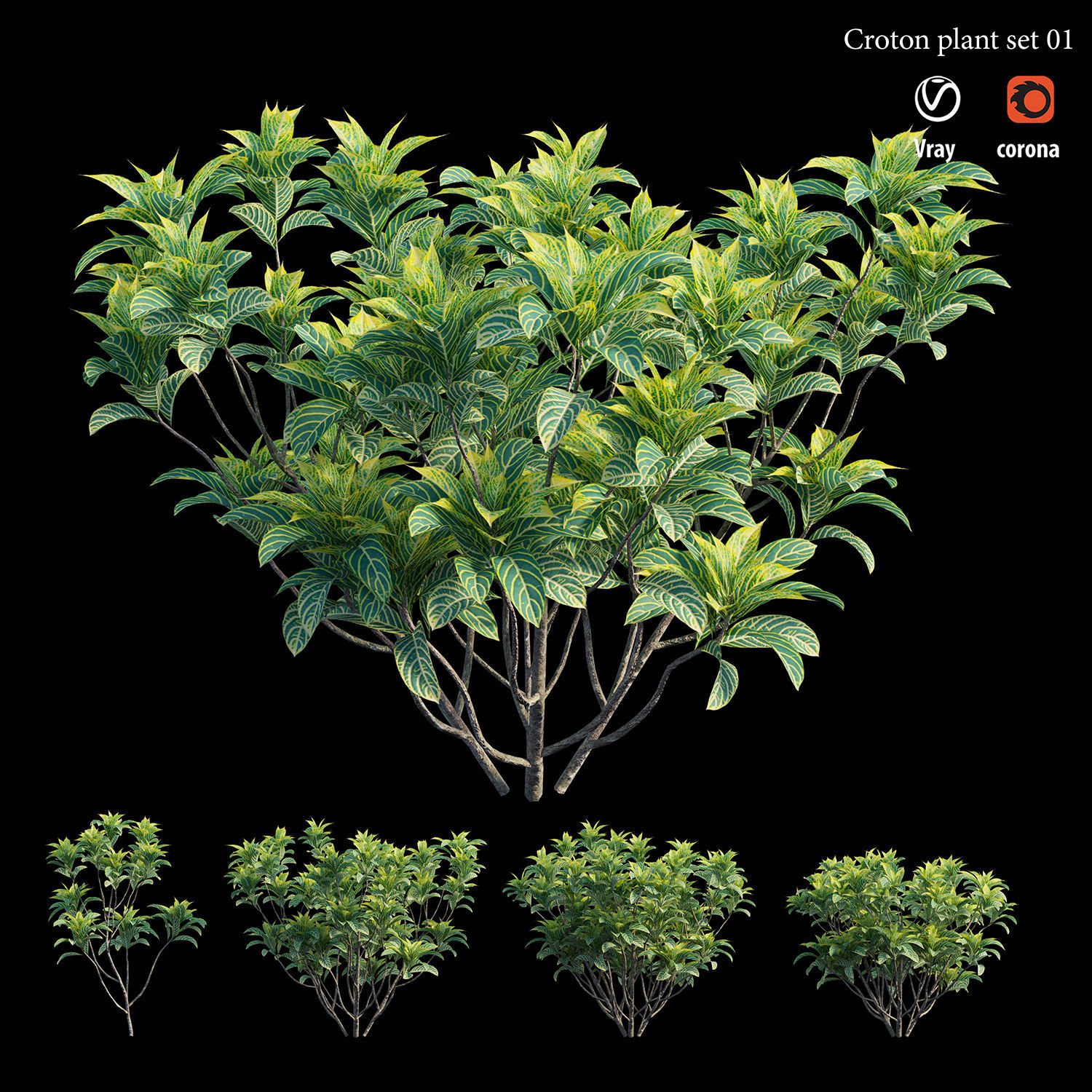 Croton plant set 01 3D model_2