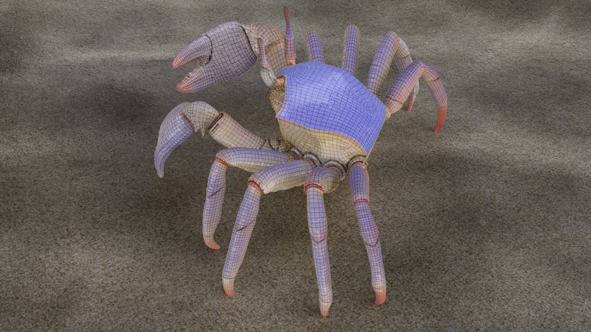 Ghost crab 3D model_17