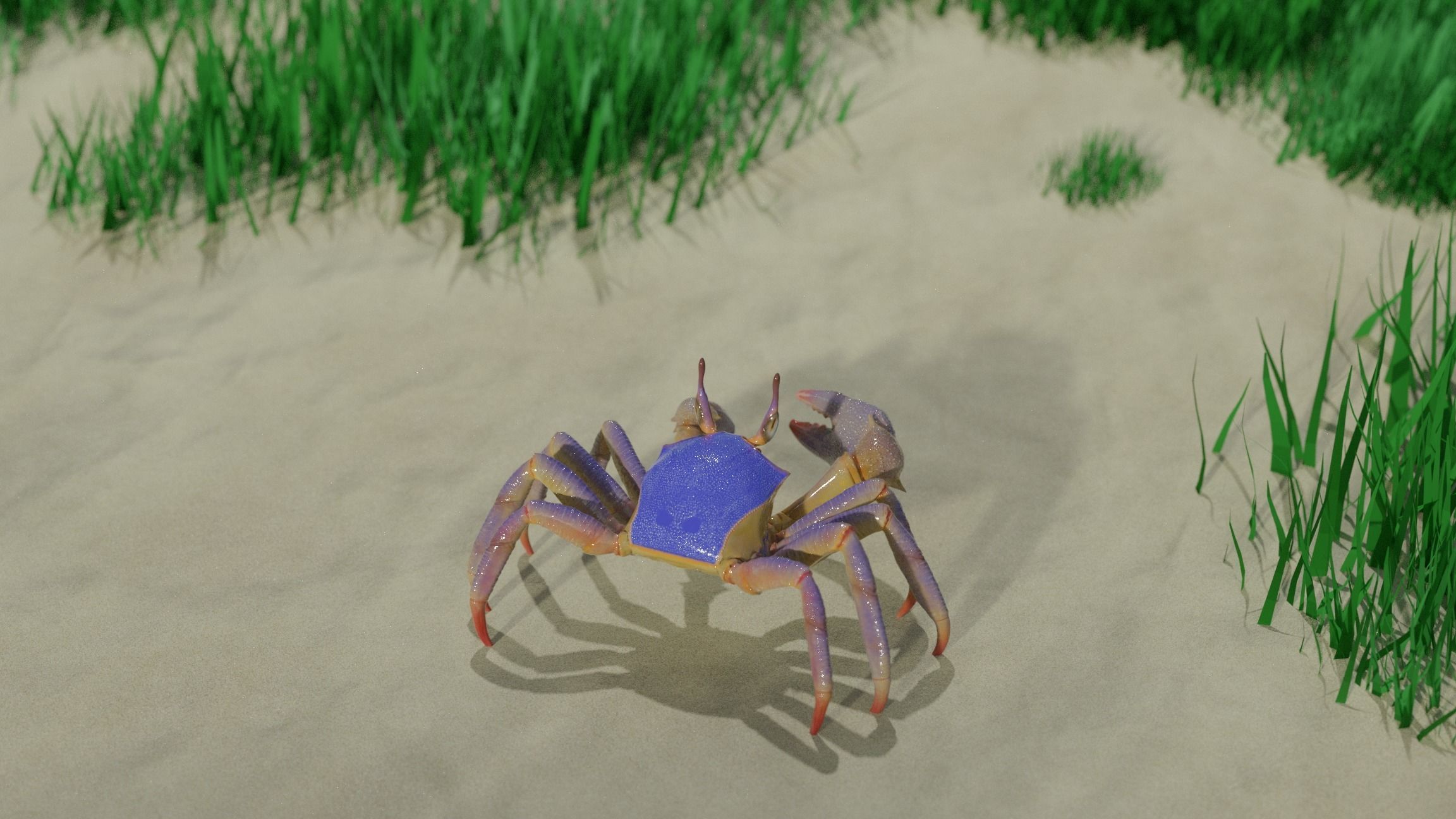 Ghost crab 3D model_4
