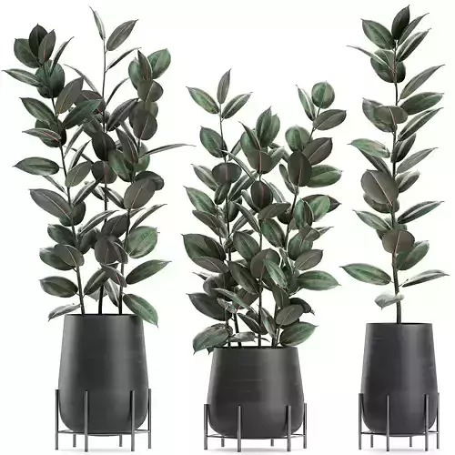 Ficus tree in flowerpots 628