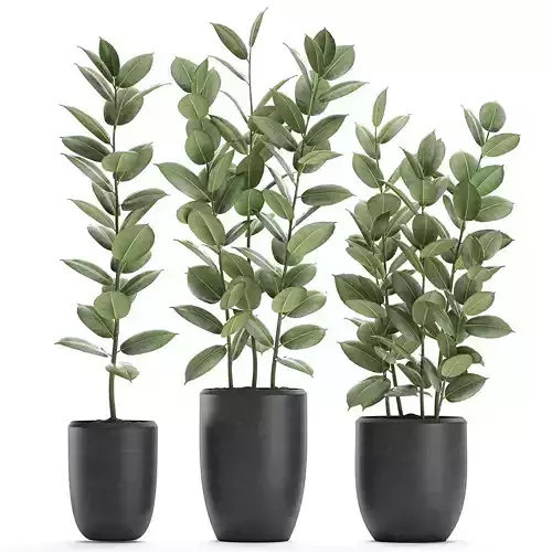 Ficus tree in flowerpots 630