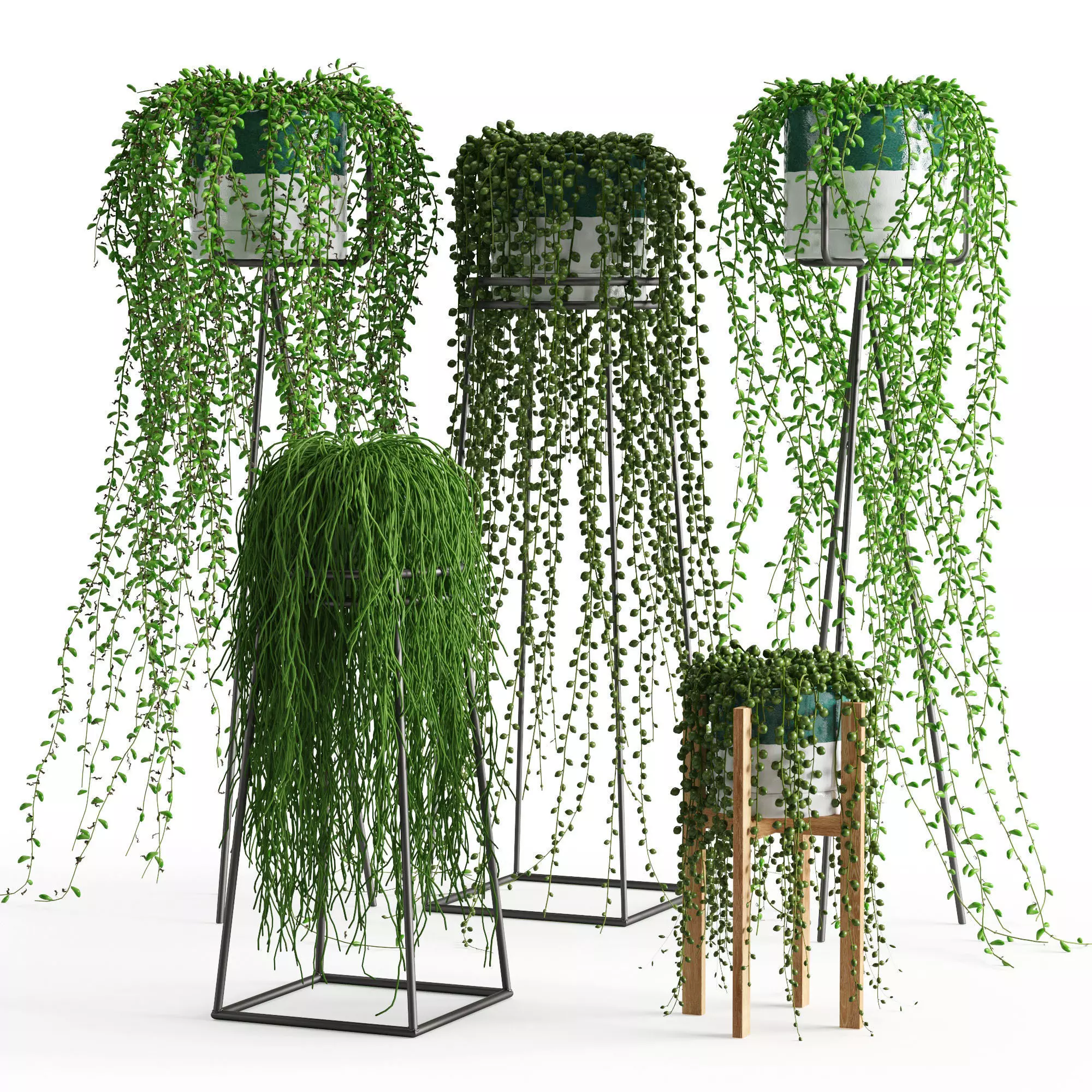 Houseplant 50 3D model_0