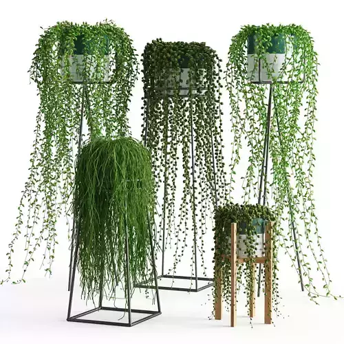 Houseplant 50 3D model