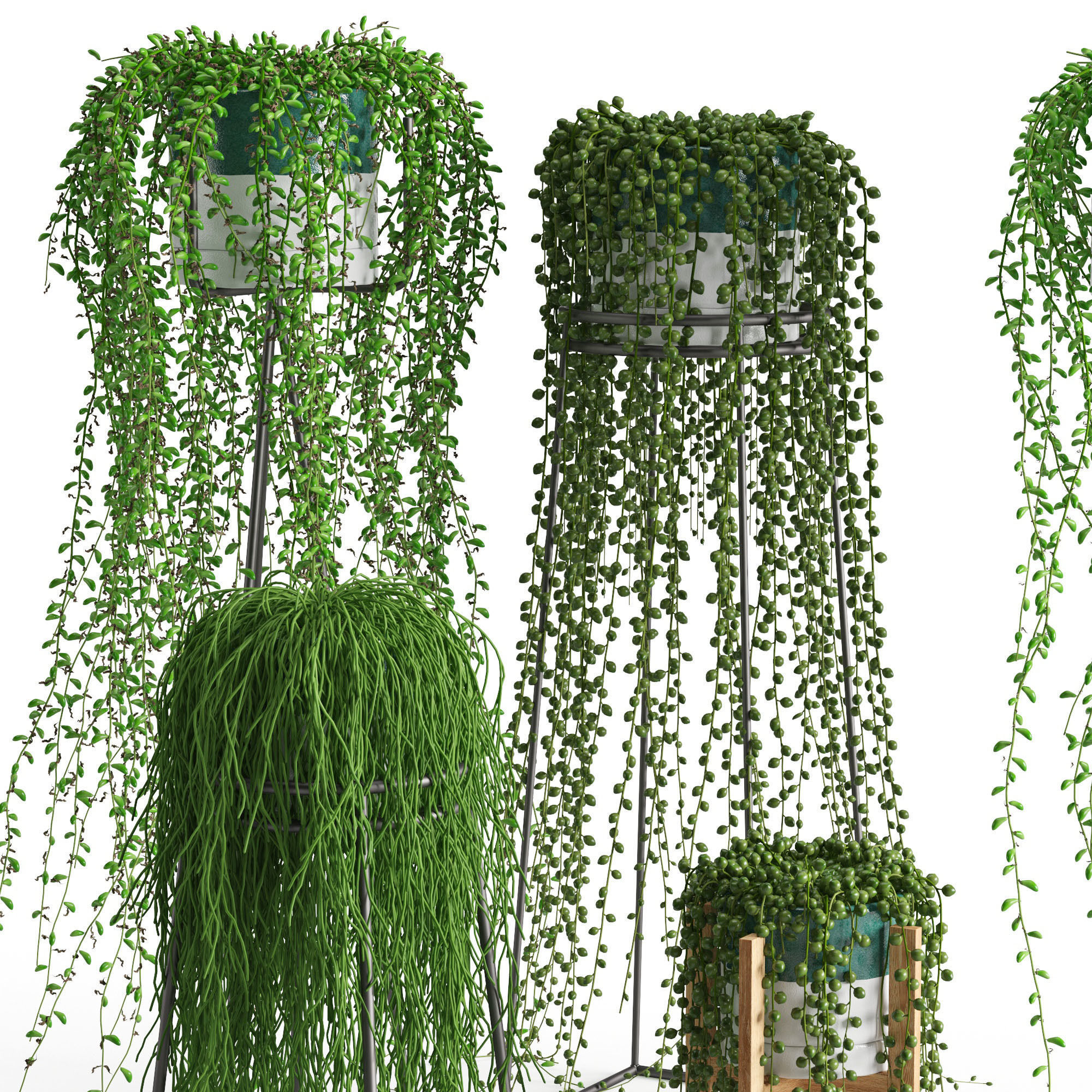 Houseplant 50 3D model_1