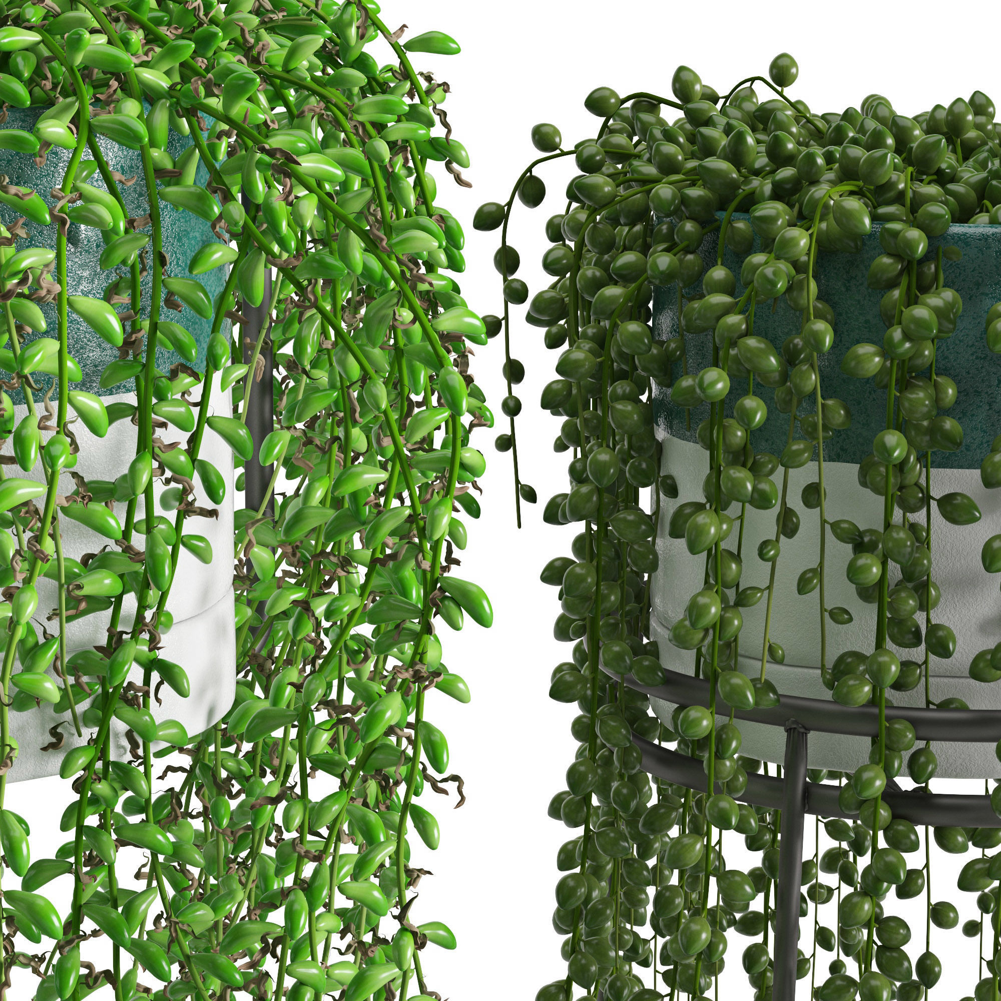 Houseplant 50 3D model_5
