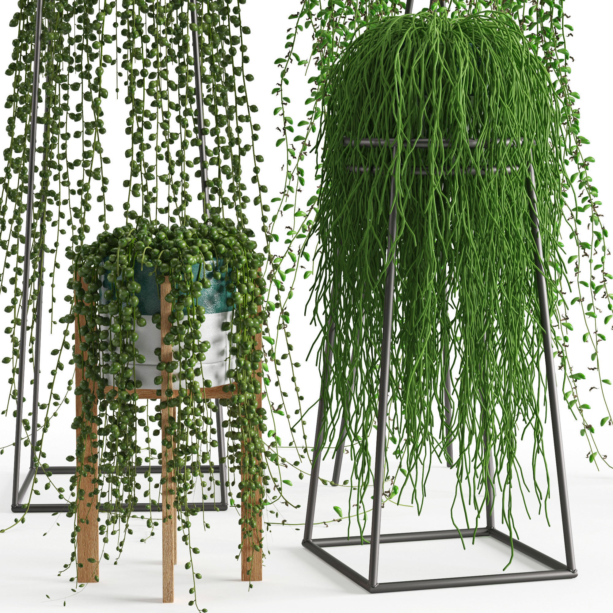 Houseplant 50 3D model_2