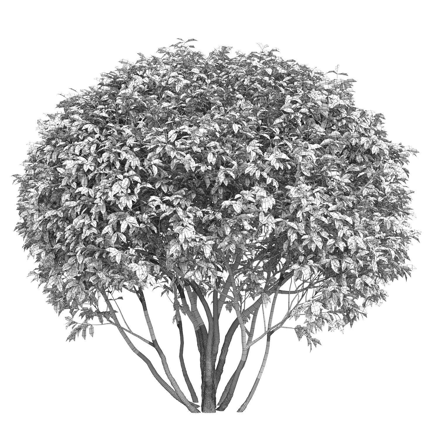 Ligustrum 01 3D model_7