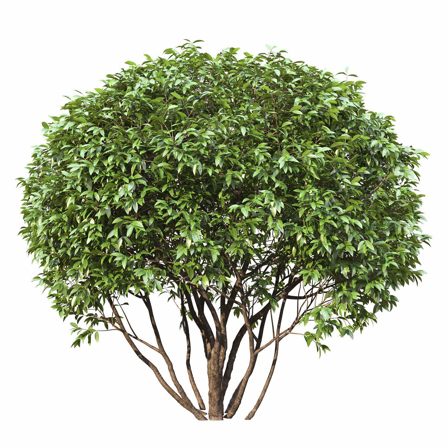 Ligustrum 01 3D model_2