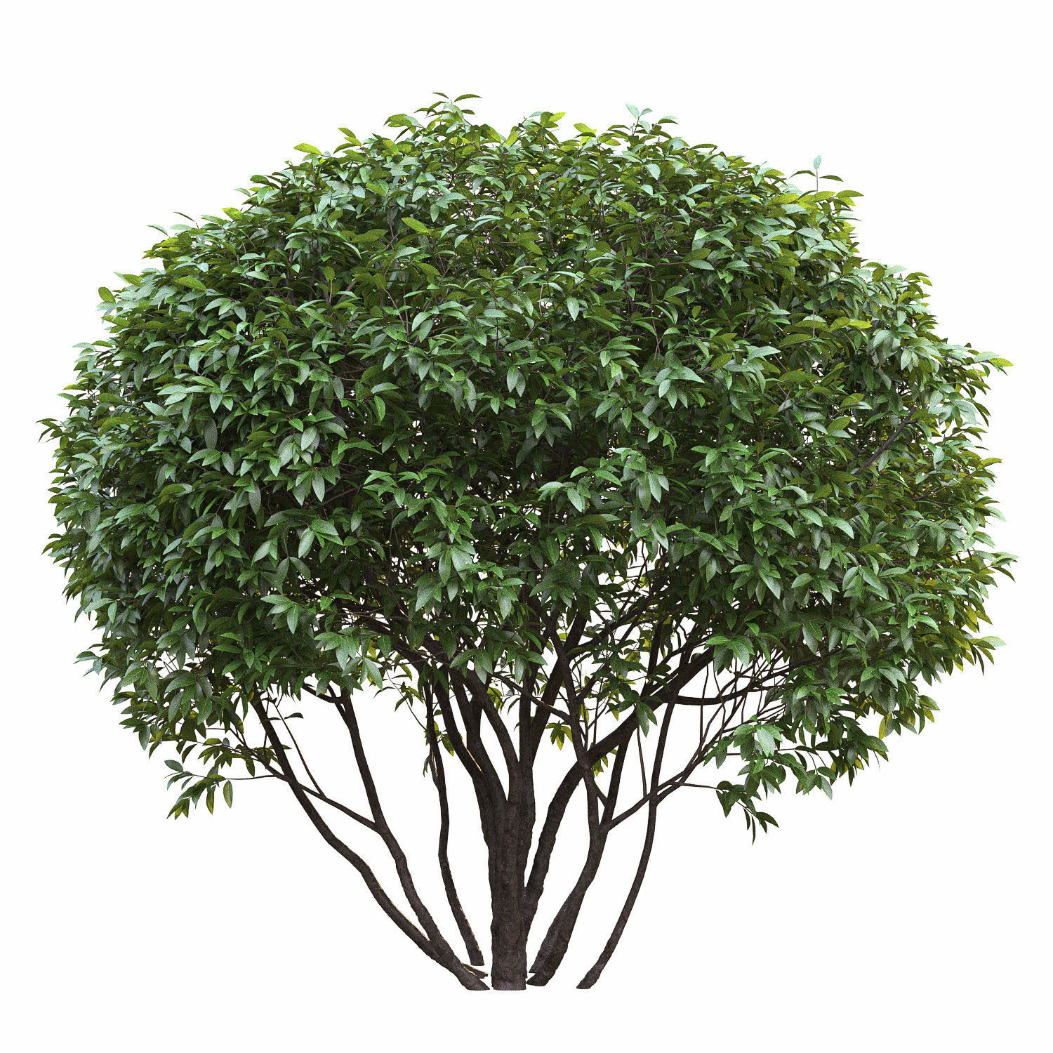 Ligustrum 01 3D model_1