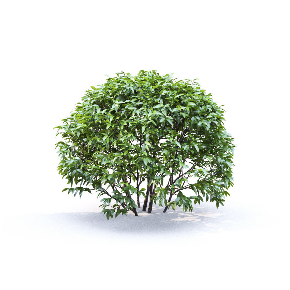 Ligustrum 01 3D model_6