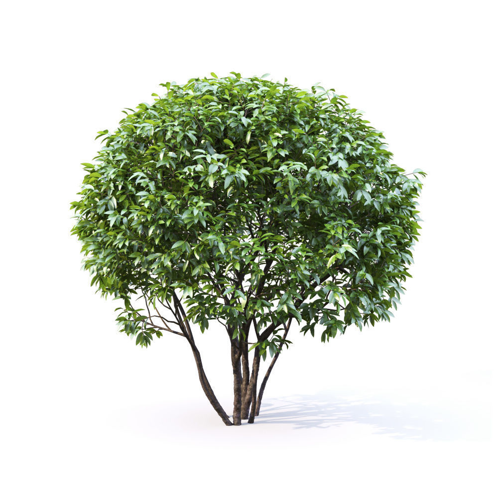Ligustrum 01 3D model_5