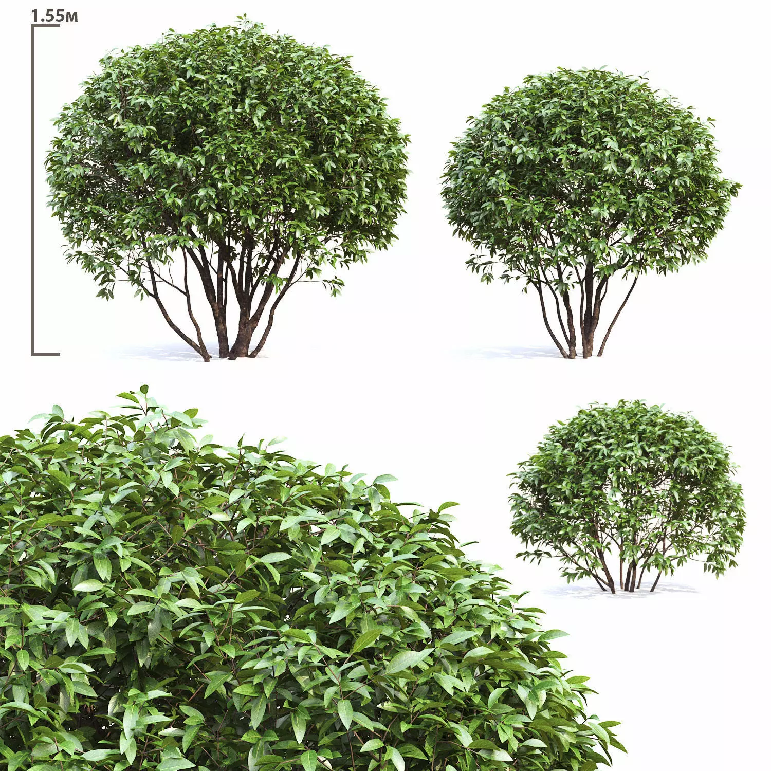 Ligustrum 01 3D model_0