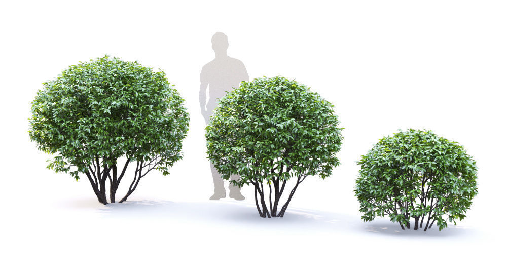 Ligustrum 01 3D model_4