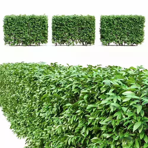 Ligustrum hedge 3D model