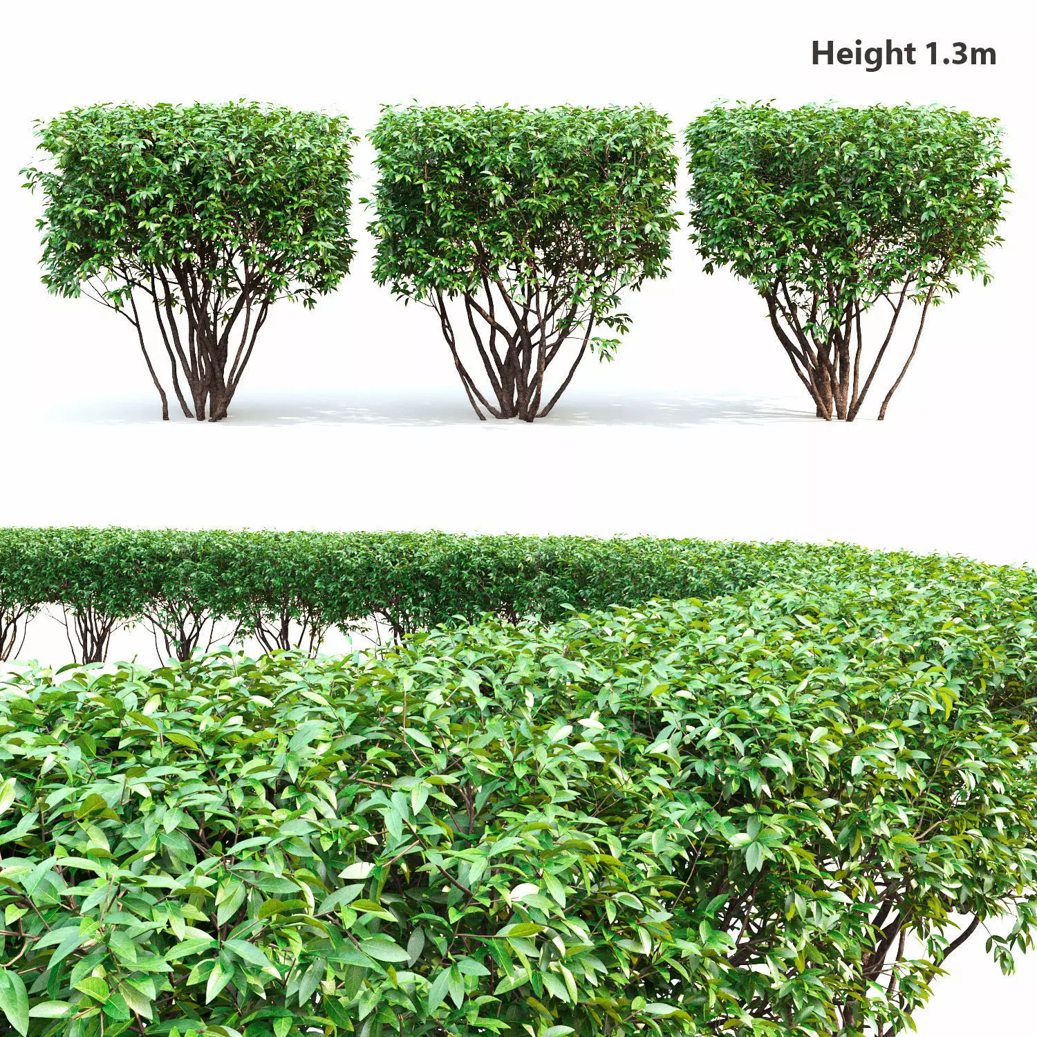 Ligustrum hedge 02 3D model_0