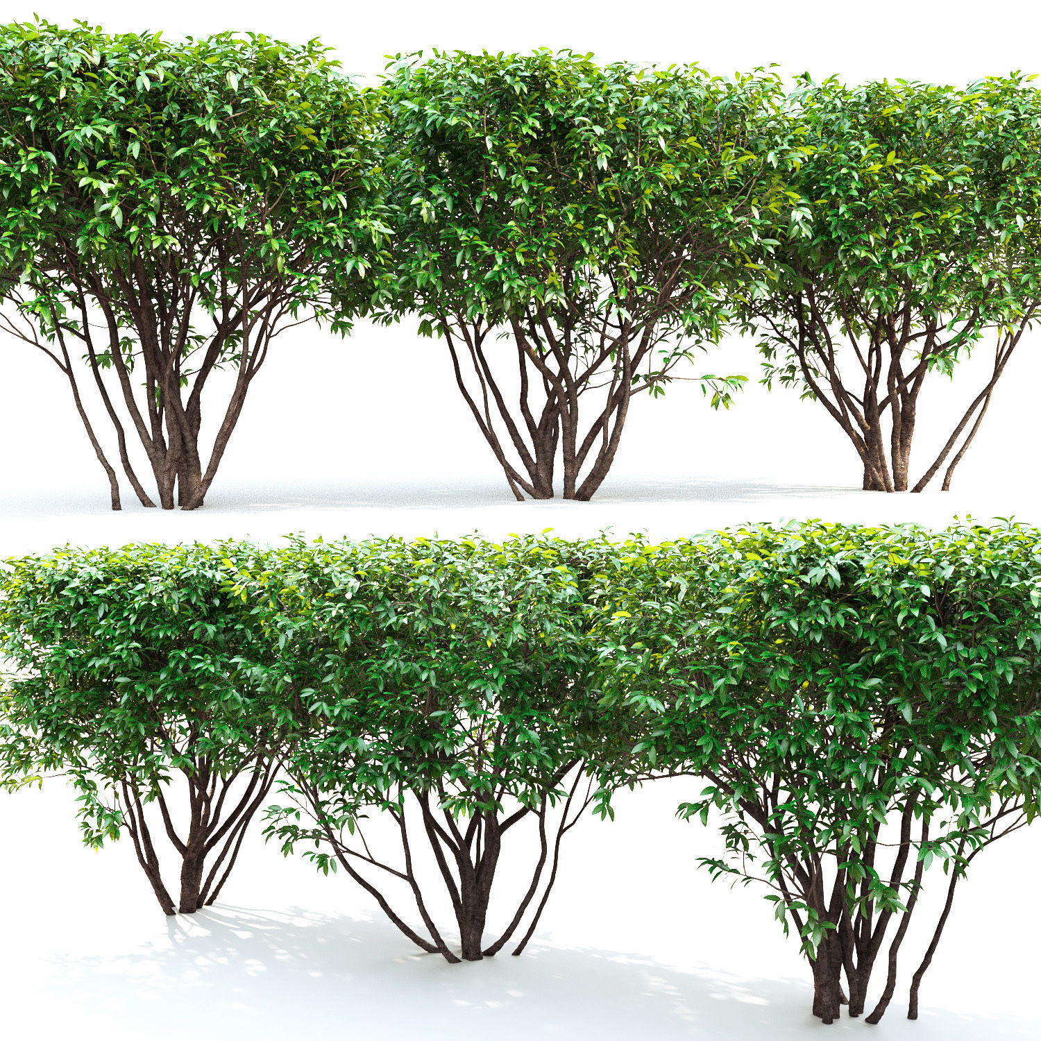 Ligustrum hedge 02 3D model_1