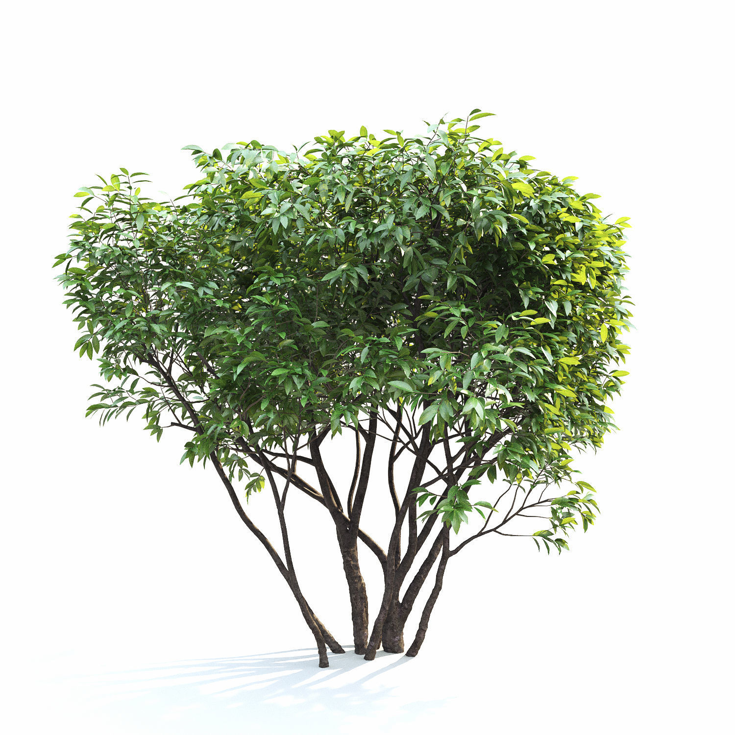 Ligustrum hedge 02 3D model_3